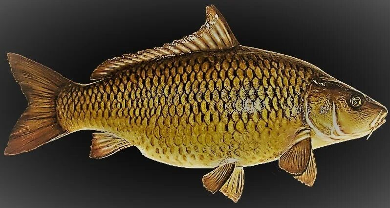 Рыба чешуйчатый Карп. Сазан (Cyprinus Carpio). Карп чешуйчатый и зеркальный. Амурский сазан. Рыба из карпов 5 букв