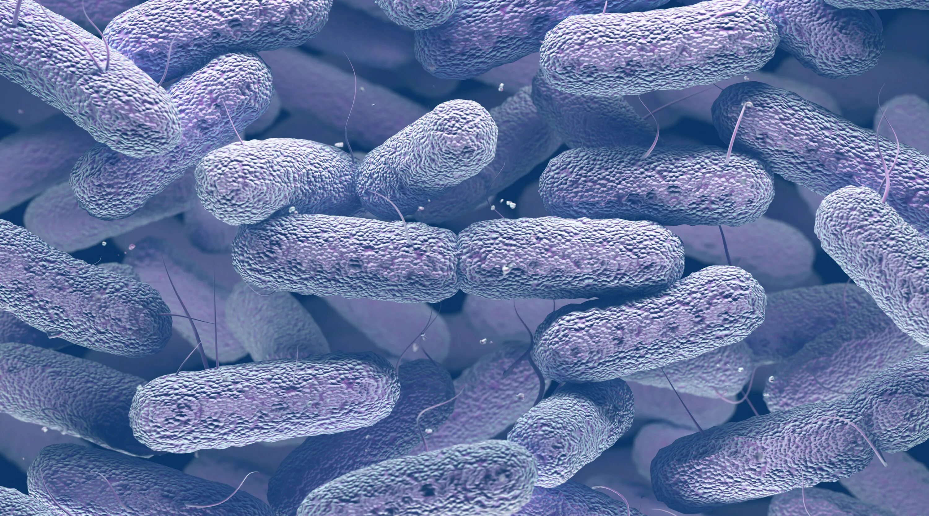 Бактерия клебсиелла. Бактерии семейства Enterobacteriaceae. Klebsiella pneumoniae под микроскопом. Диплобацилла Фридлендера. Микробиологические на аэробные микроорганизмы