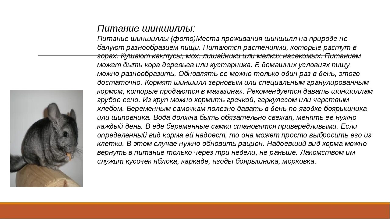 Таблица рациона питания шиншилл. Рацион питания шиншиллы в домашних условиях. Чем кормить шиншиллу. Еда для шиншилл домашних. Став шиншилла