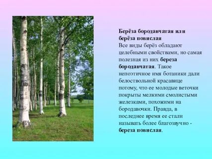 Бывать береза