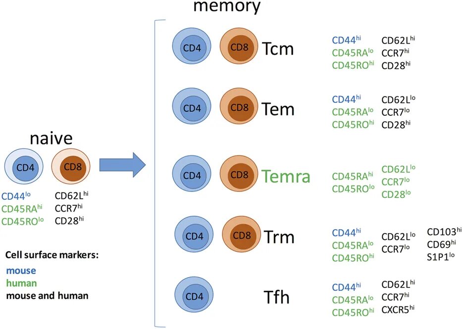 Memory t Cells. Effector t Cells. Cd3, cd8, cd45, cd69. T Memory Cells a Level cd4.