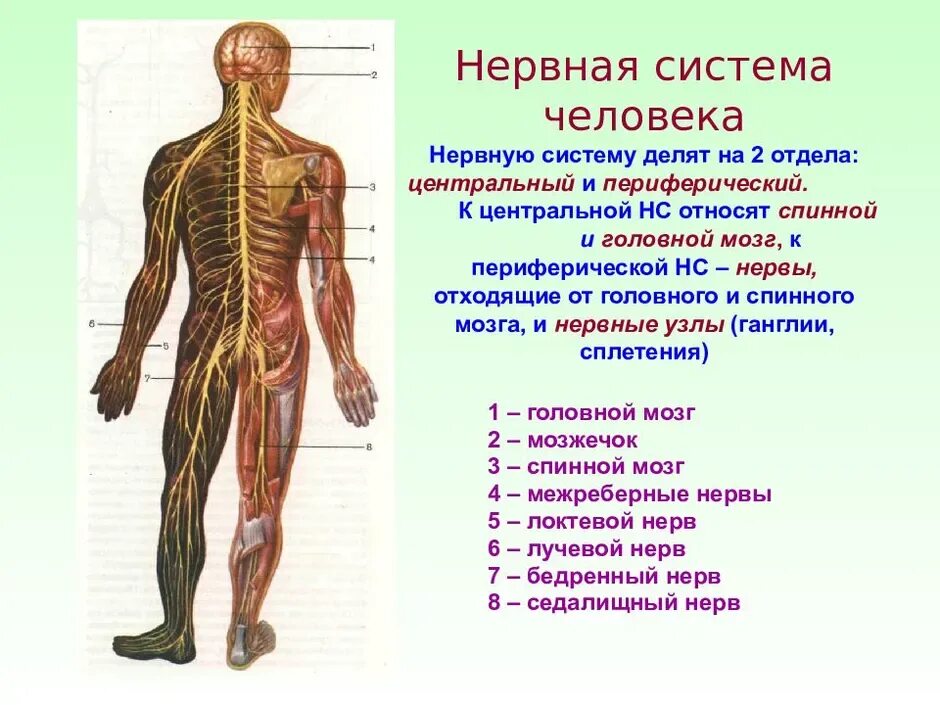 Частью каких систем является человек. Строение нервной системы нервная система ЦНС периферическая. Физиологическое деление нервной системы. ЦНС периферическая нервная система структура. Система органов человека нервная система.