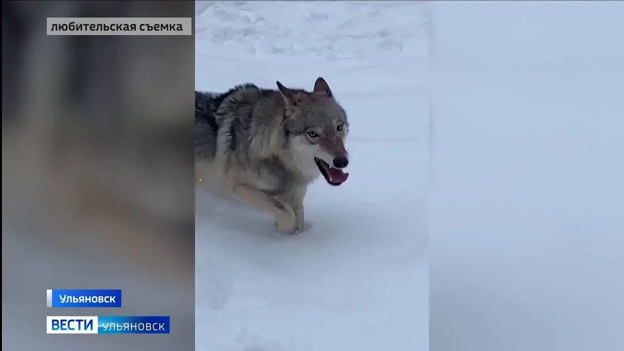 Волков нападение в литве. Нападение Волков на людей. Волк напал в парке Победы.