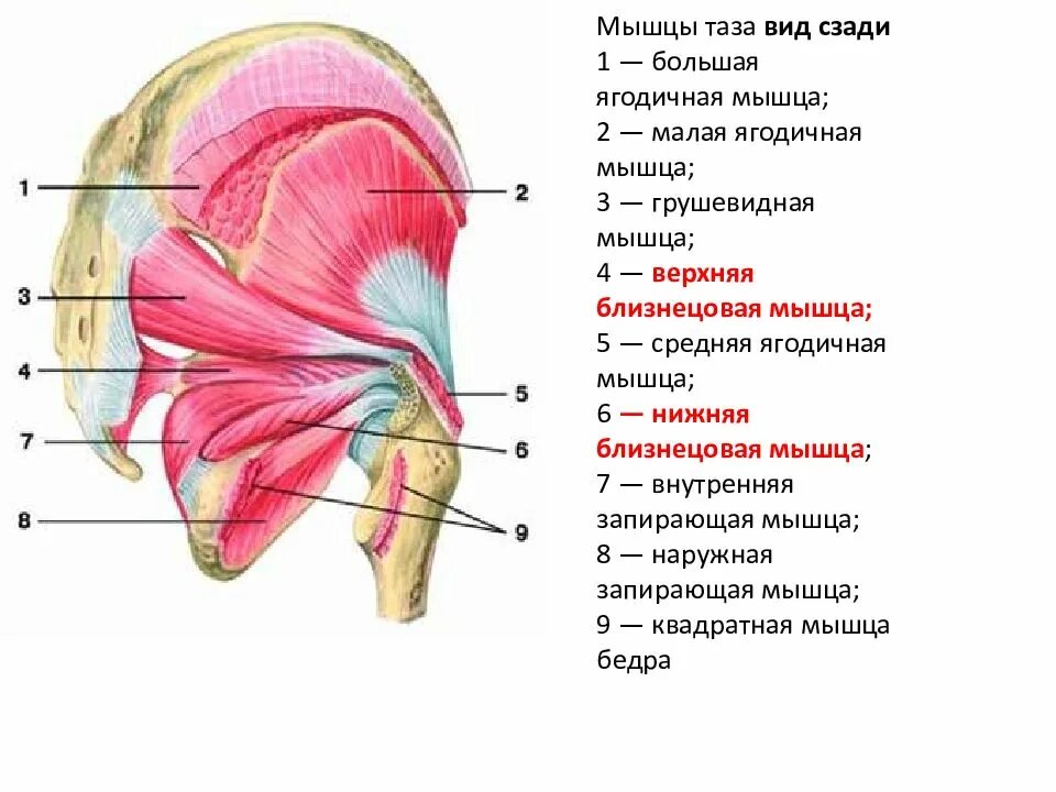 Тазобедренные мышцы и связки. Мышцы тазобедренного сустава анатомия. мышцы тазобедренного сустава анатомия человека.