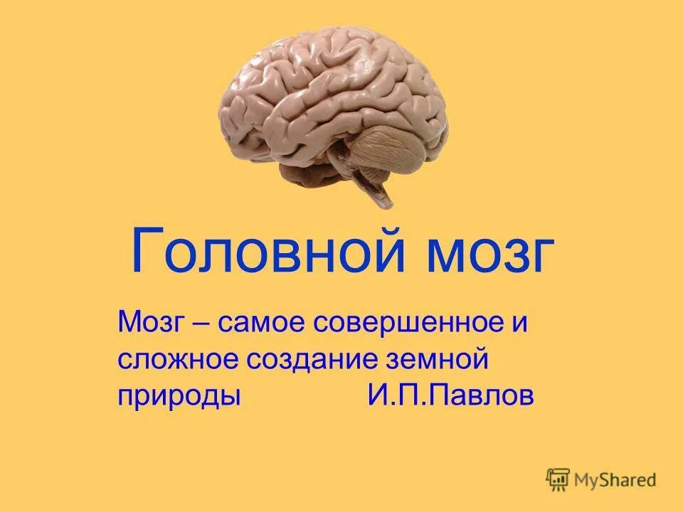 Презентации на тему мозга. Цитаты про мозг. Головной мозг. Афоризмы про мозг. Афоризмы про мозги.