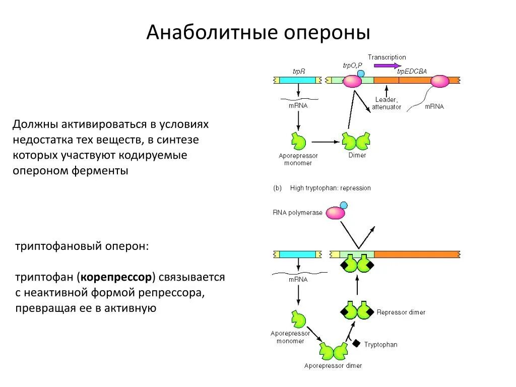 Кодирует ферменты содержит белки переносчики. Регуляция активности триптофанового оперона. Механизм триптофанового оперона. Триптофан оперон. Регуляция лактозного оперона.