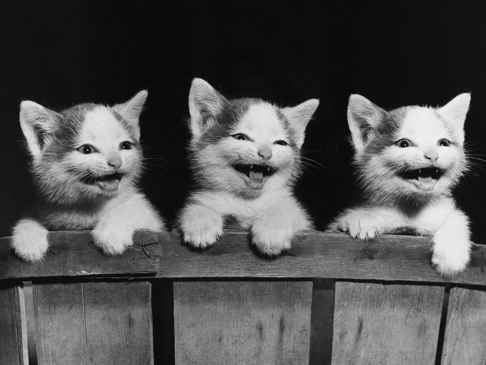 Cat org