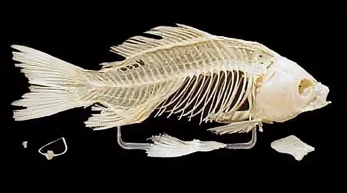 скелет костной рыбы речной окунь. карп кости. лучепёрые рыбы скелет. латимерия рыба скелет. строение скелета карпа cyprinus carpio.