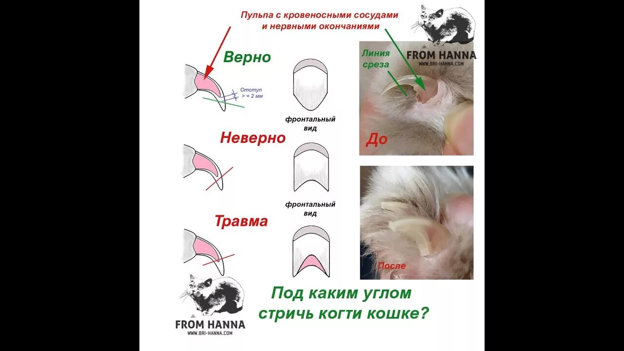 Сколько подстригать когти кошке. Как правильно подстричь когти кошке когтерезом. Как правильно подстричь ногти котенку. Как обрезать когти кошке в домашних условиях. Как правильно обрезать когти котенку.