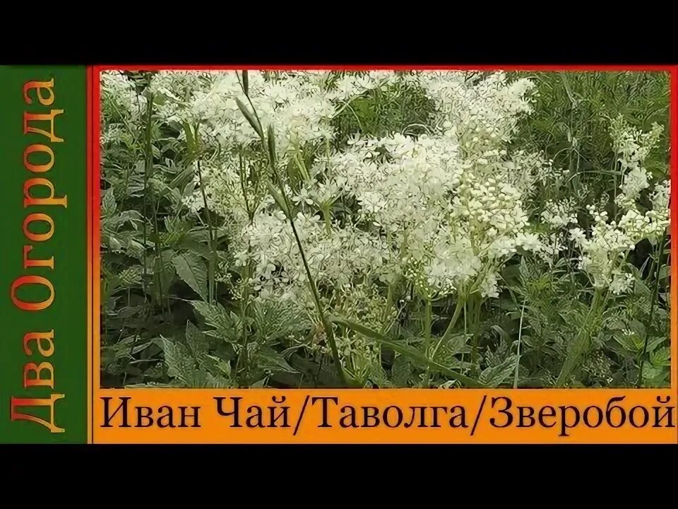 Сигареты таволга купить. Таволга трава сбор. Таволга сигареты.