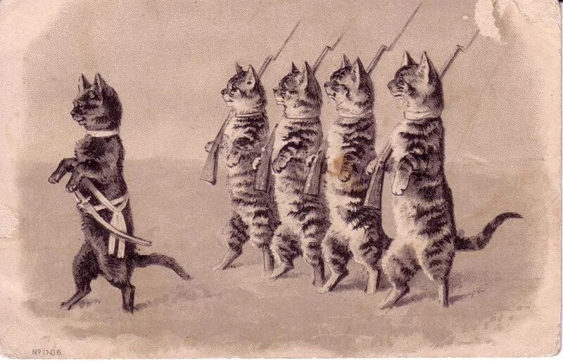 Движение первых кот. Боевые коты. Котик марширует. Котики на войне.