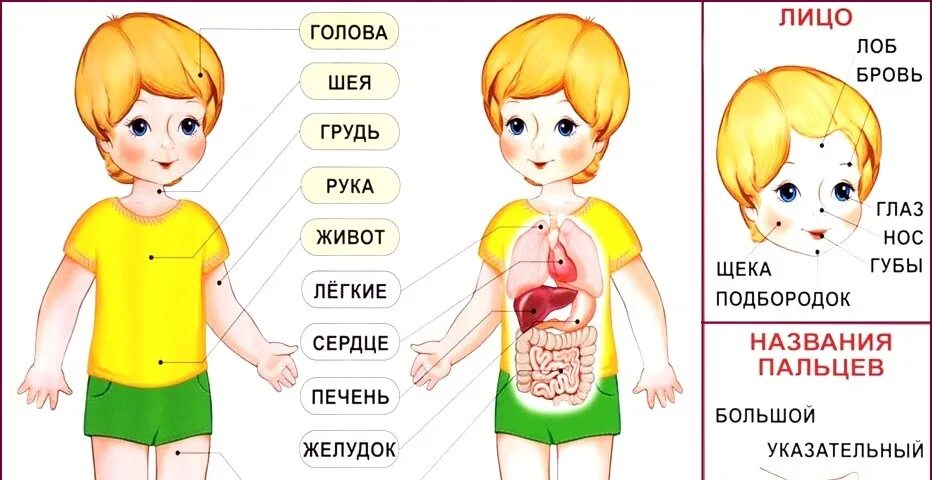 Органы старшая группа. Строение человека для детей. Организм человека для дошкольников. Строение тела для детей. Тело человека для дошкольников.