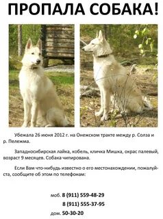 Лайка собака вес