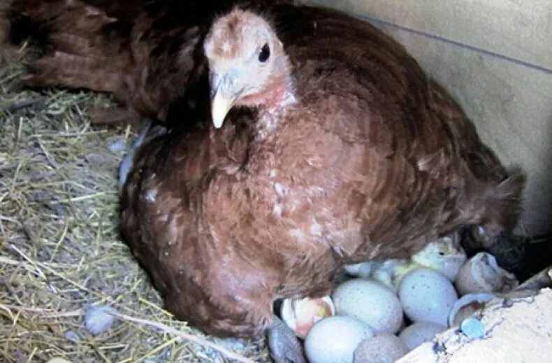 Сколько индюшка сидит на яйцах