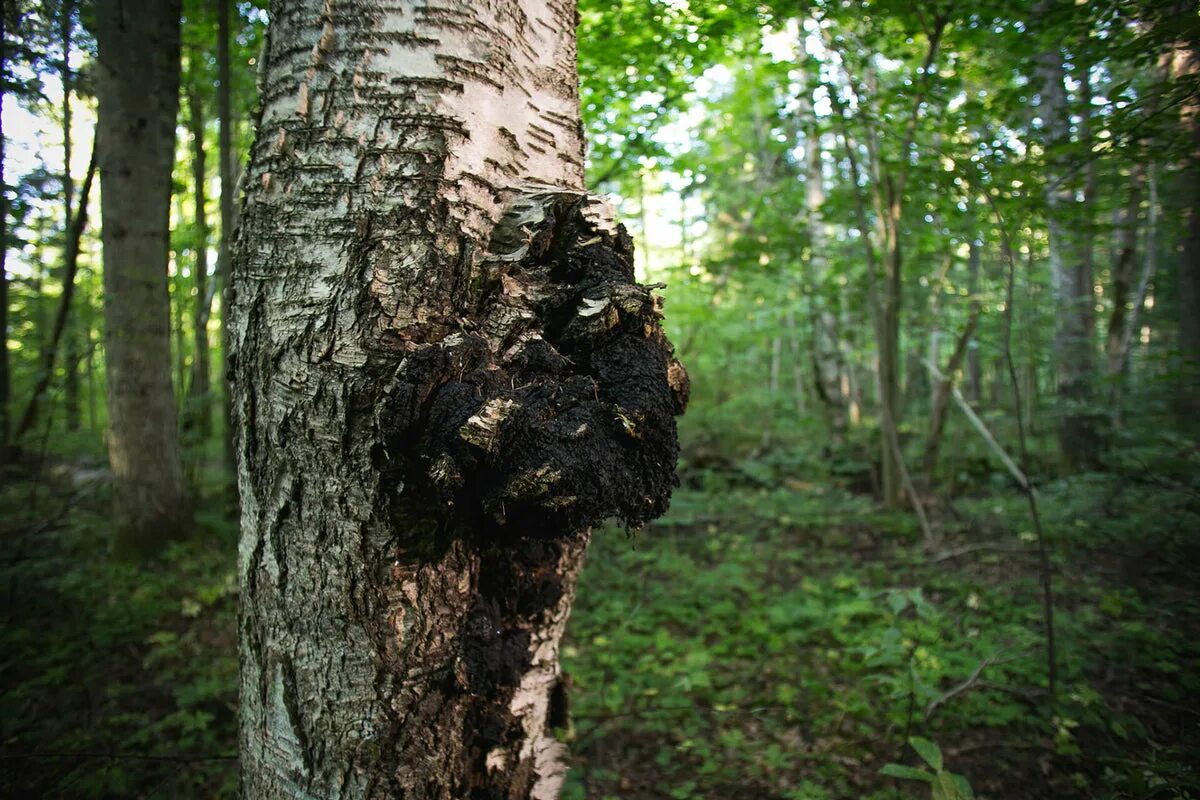 Чага фото. Чага Березовая. Чага паразит. Чага Берёзовая Бердуар.
