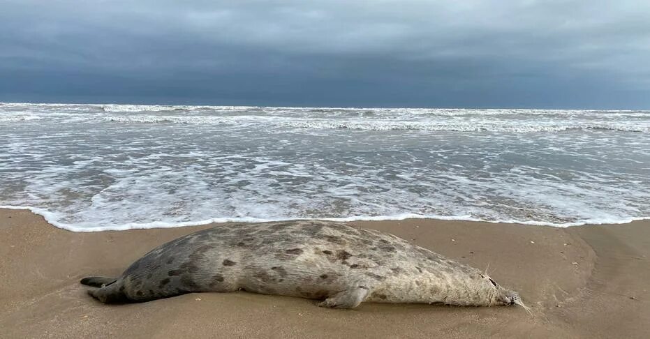 Вынесло на берег. Тюленьи острова Каспийское море. Гибель тюленей в Каспийском море. Каспийская Нерпа. Тюлений (Каспийское море).