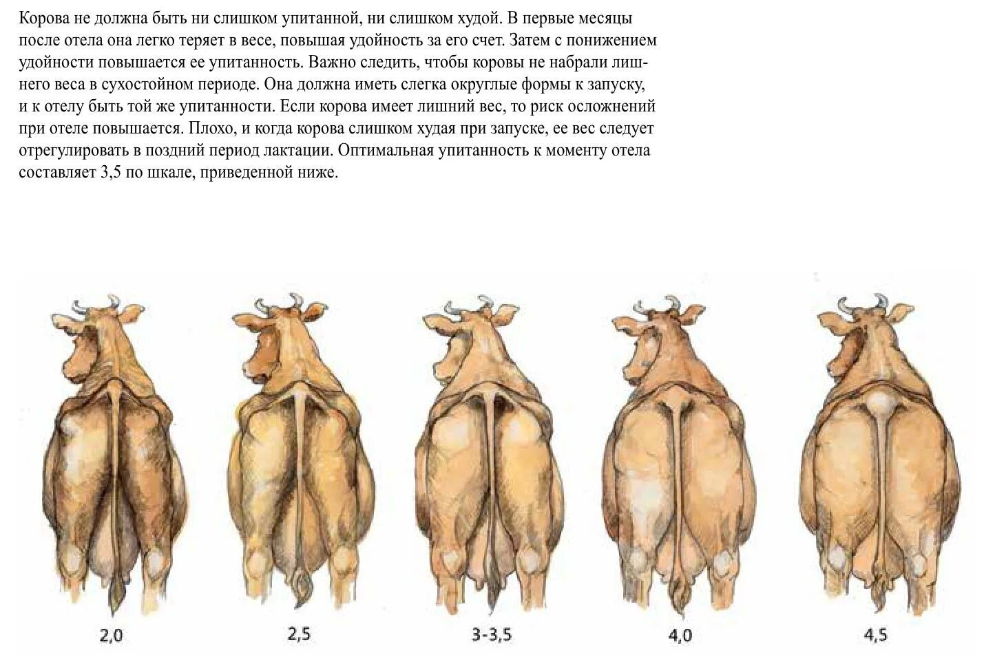 Породы коров в России. Корова нужна самому. Такая корова нужна самому. Стельная корова. Первое слово съела корова полностью