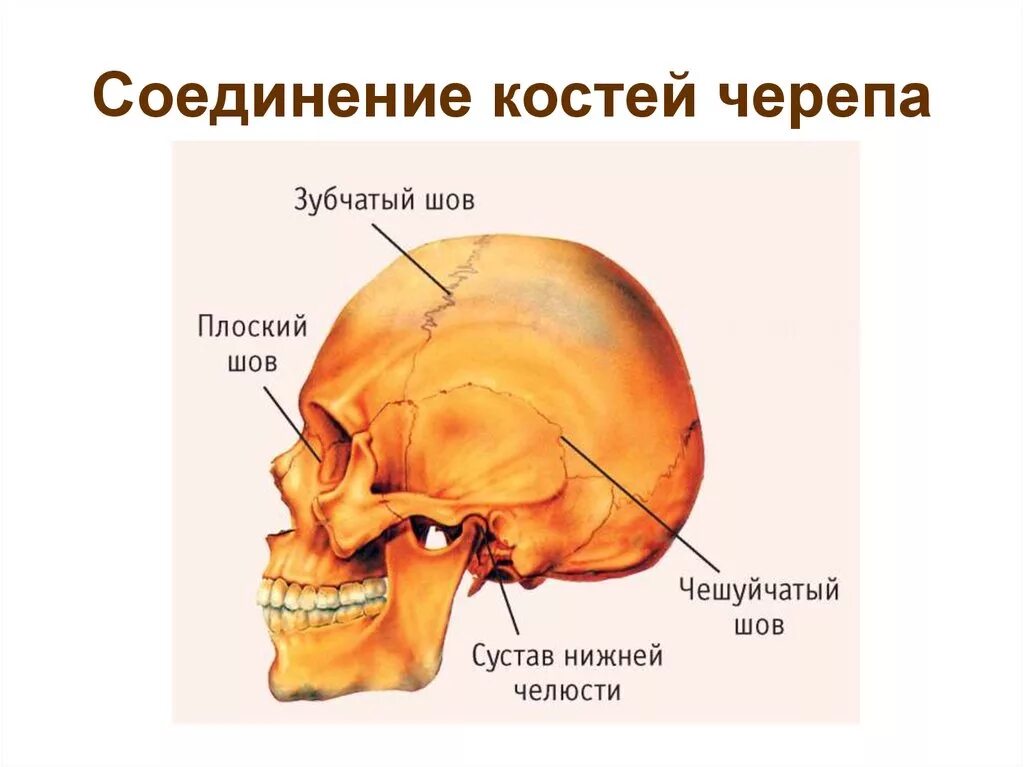 Соединение костей черепа. Соединение костей черепа анатомия. Соединение костей черепа швы. Тип соединения костей черепа.