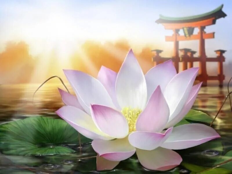 медитация лотос аллатра. жозефина уолл вселенная. волшебный цветок. мир духовный и мир земной. чудесные цветы.