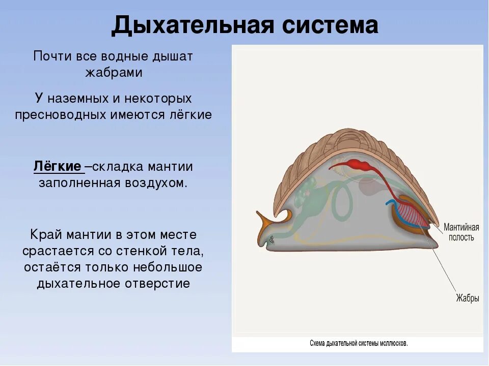 Дыхательная система брюхоногих моллюсков. Дыхательная система брюхоногих моллюсков 7 класс. Дыхательная система брюхоногих моллюсков кратко. Прудовик строение дыхательной системы. Улитка является органом