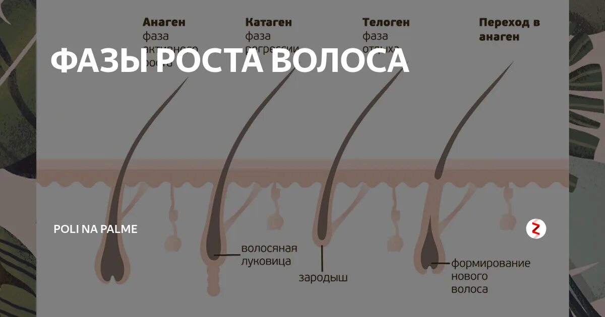 Анаген катаген телоген. Фазы роста. Фаза анагена волос. Стадии роста волос.