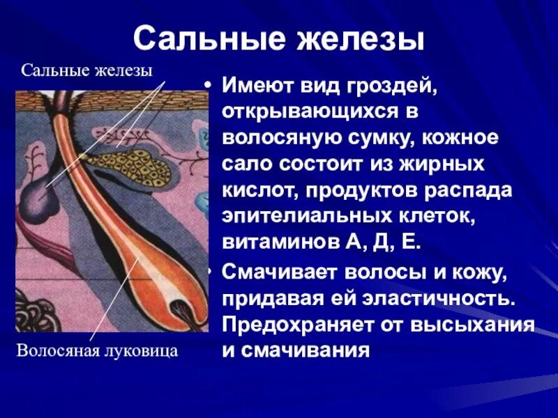 4 функция сальных желез. Строение сальной железы 8 класс. Функции сальных желез кожи.