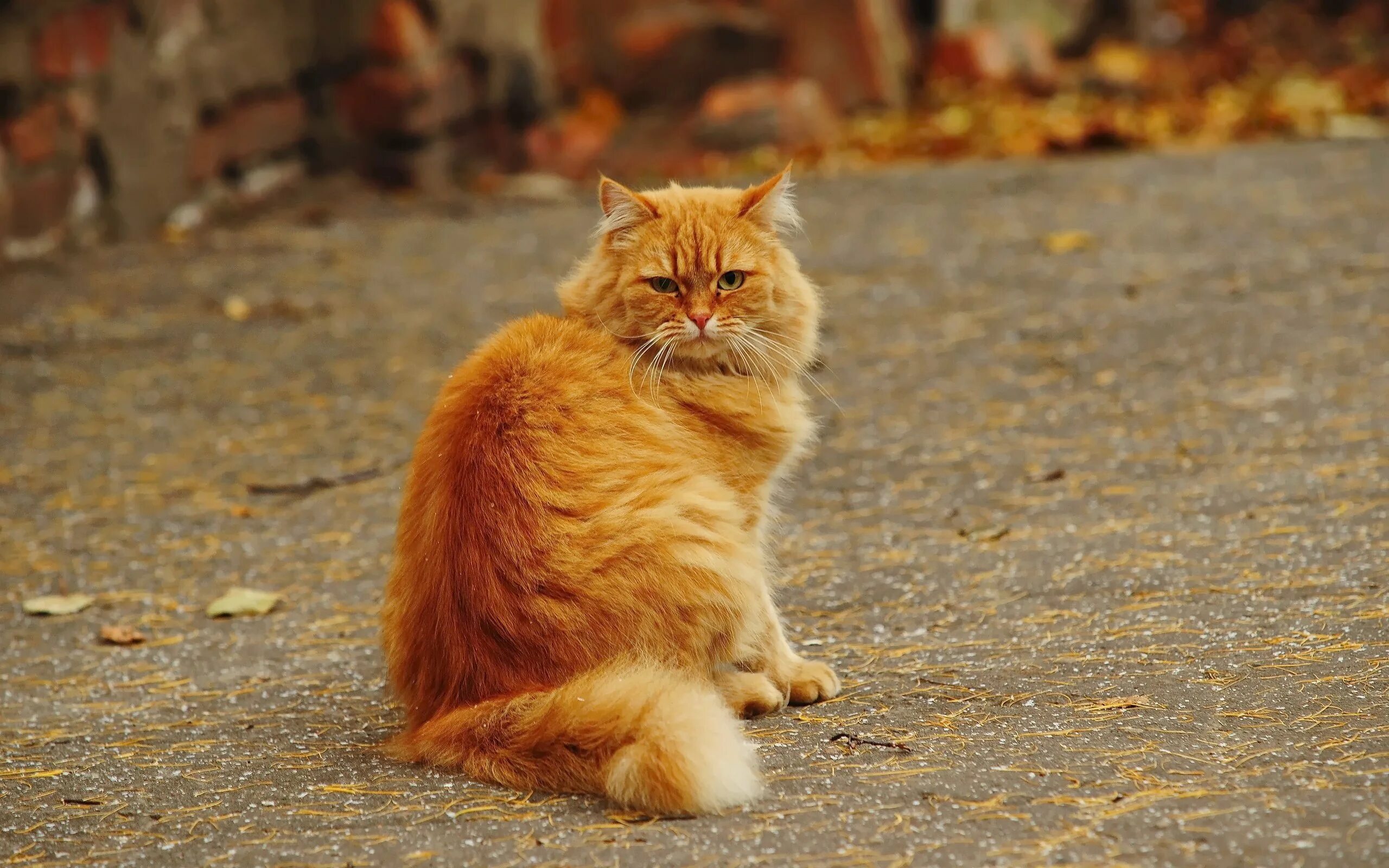Рыжий кот в доме приметы. Рыжая кошка. рыжая пушистая кошка. рыжий котик. огненно рыжий кот.