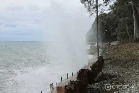 Кындыг эвкалиптовая роща