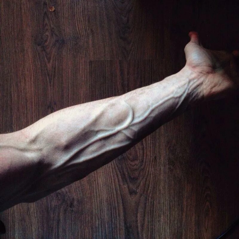 мышцы предплечья анатомия человека. круглый пронатор мышца предплечья. пронатор терес мышца. мышцы лучезапястного сустава анатомия. сухожилие локтевого разгибателя кисти.