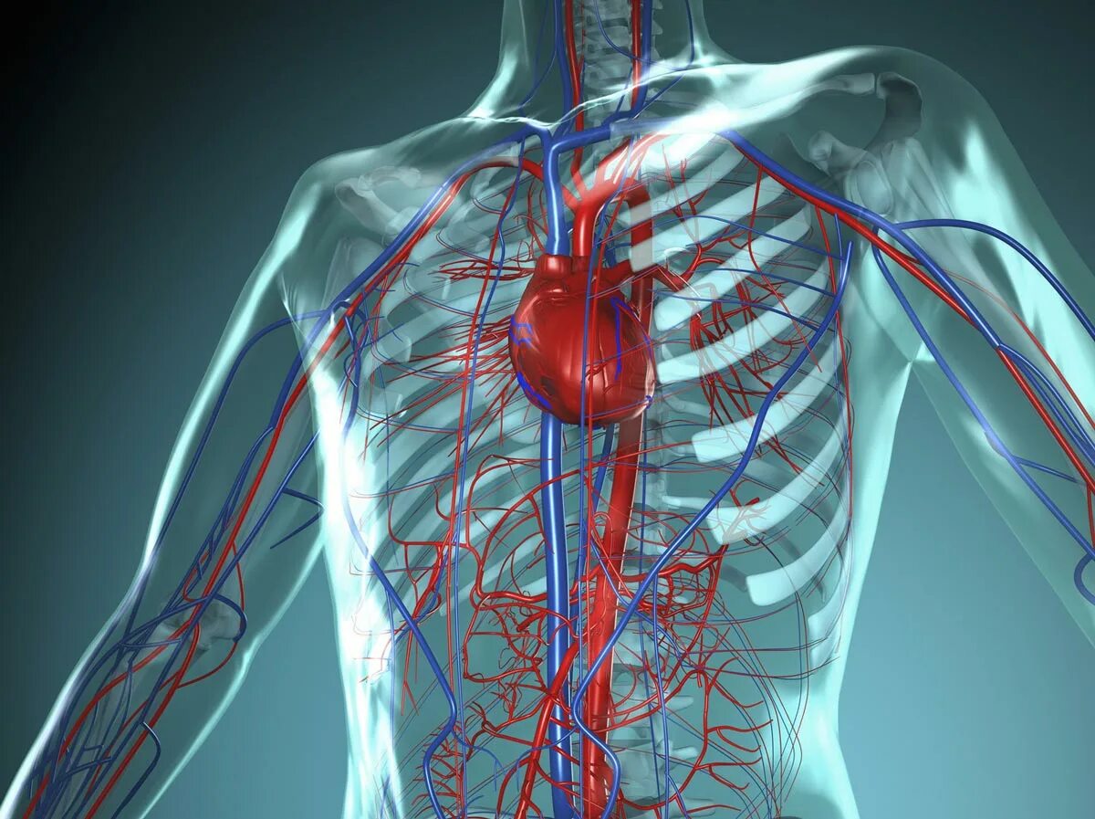 Система кровообращения человека сердце и кровеносные сосуды. ССС сердечно сосудистая система. Rhjdtyjcytfz система человека. Кровеносная система сердца. Улучшится кровообращение
