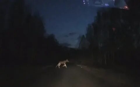 Лось выбежал на опушку заросшую кустарником