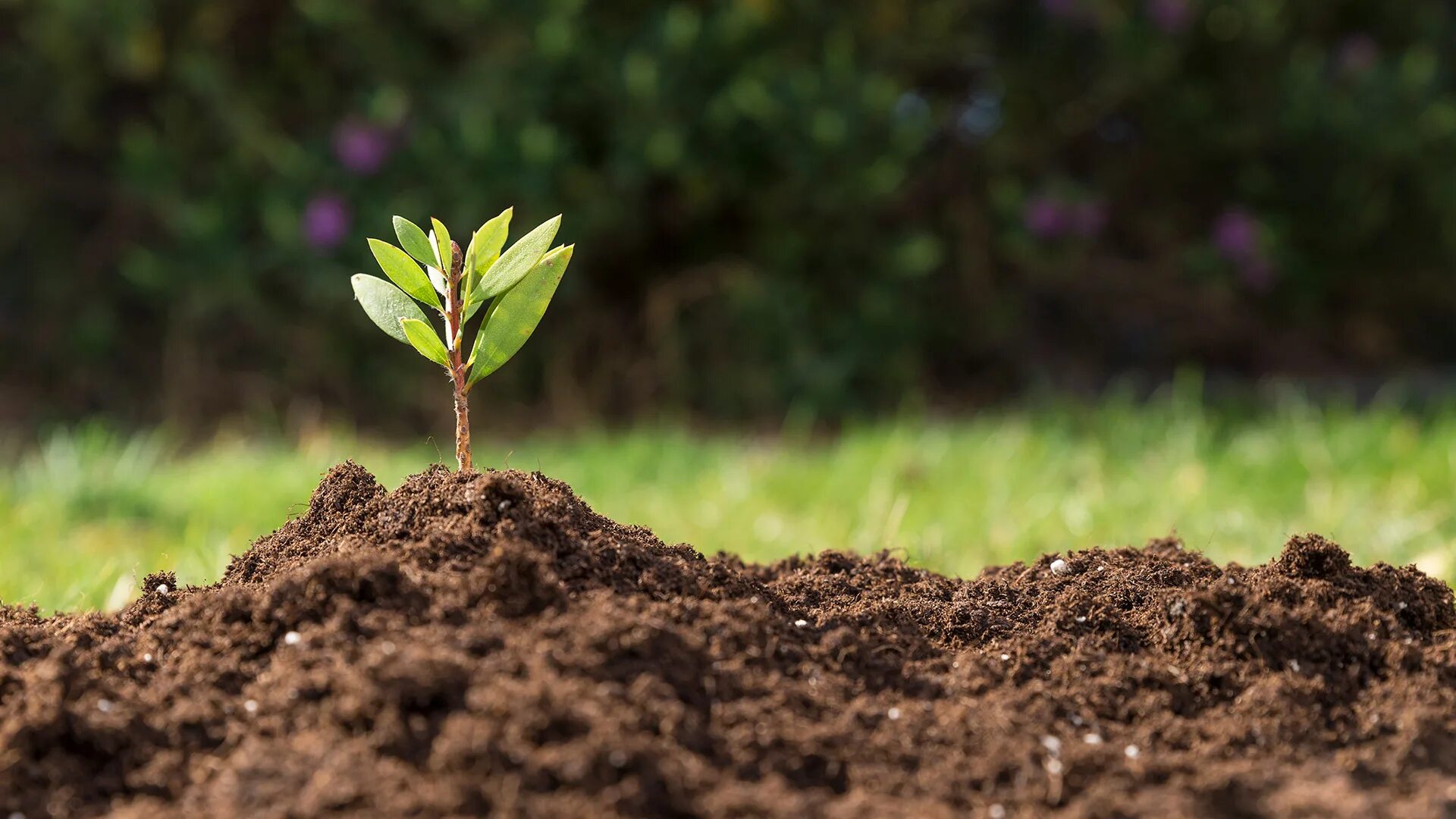 Плодородие почвы. Плодородность почвы. Soil грунт. Естественное плодородие почвы. Грунт (почва).