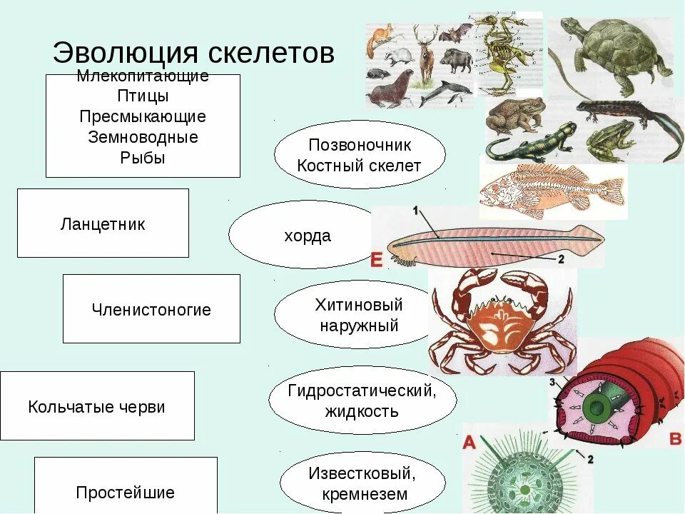 Беспозвоночные животные 8 класс. Эволюция скелета беспозвоночные. Эволюция скелета позвоночных. Наружный и внутренний скелет у беспозвоночных.. Наружный скелет хордовых.