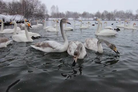 Погода в лебеде