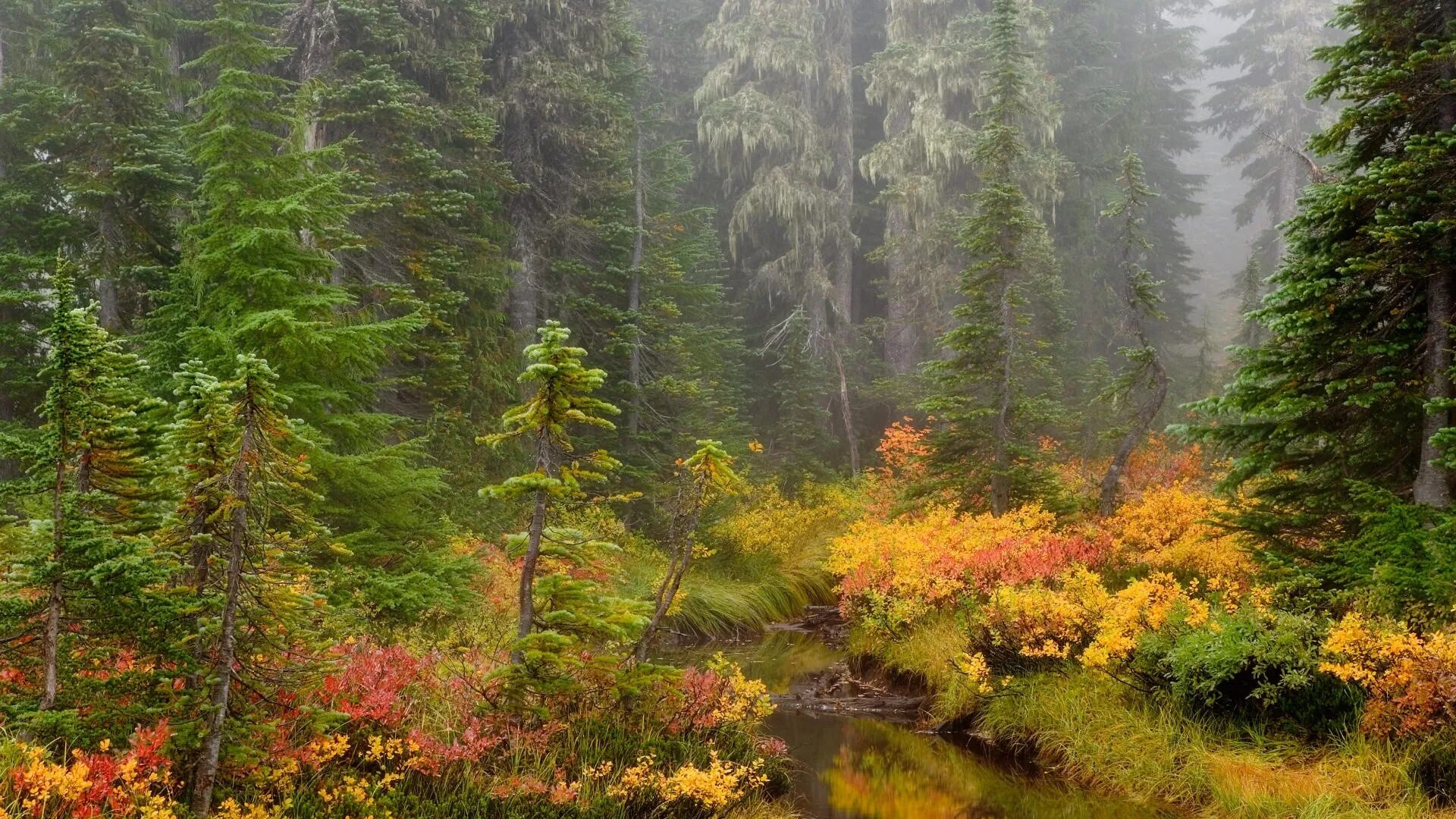 Приветливый лес. Лес Квебек Канада. Уссурийская Тайга. Природа леса.