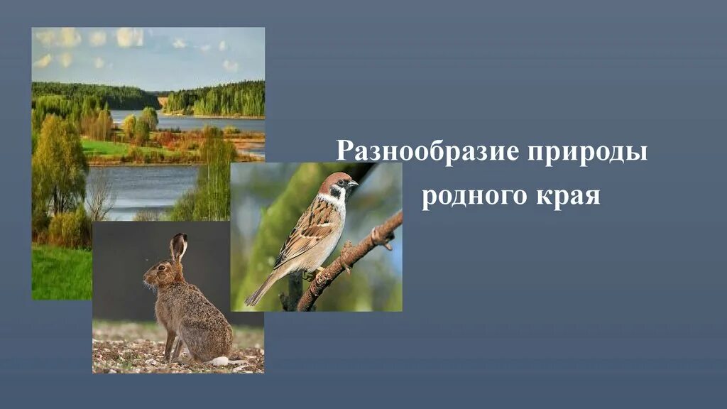 Окружающему миру разнообразие природы родного края. Разнообразие природы. Проект природа родного края. Проект разнообразие природы. Разнообразие родного края.