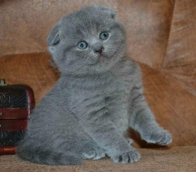 шотландские вислоухие коты. шотландская кошка скоттиш фолд. сколько стоят коты шотландцы. сколько стоят коты шотландцы. британская вислоухая кошка.