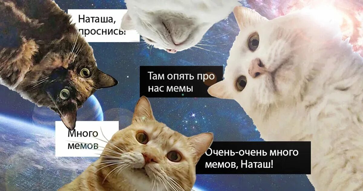 Создать мем с котами. Мемы с котами. кот мем. хорошие мемы с котиками. мемы с котятами.