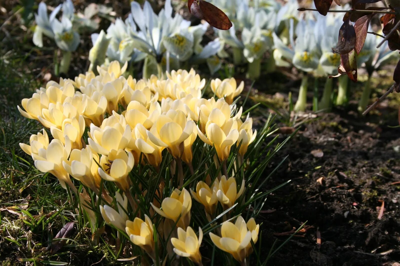 Крокус Крим Бьюти. Крокус Ботанический Крим Бьюти. Крокус Chr. Cream Beauty. Crocus chrysanthus Cream Beauty.