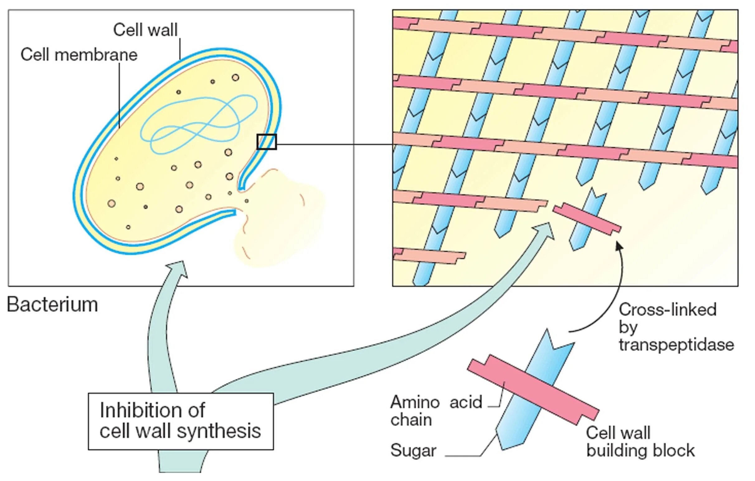 Cell Wall. Cell Wall Synthesis. Cell Wall inhibitors. Клеточная стенка вирусов.