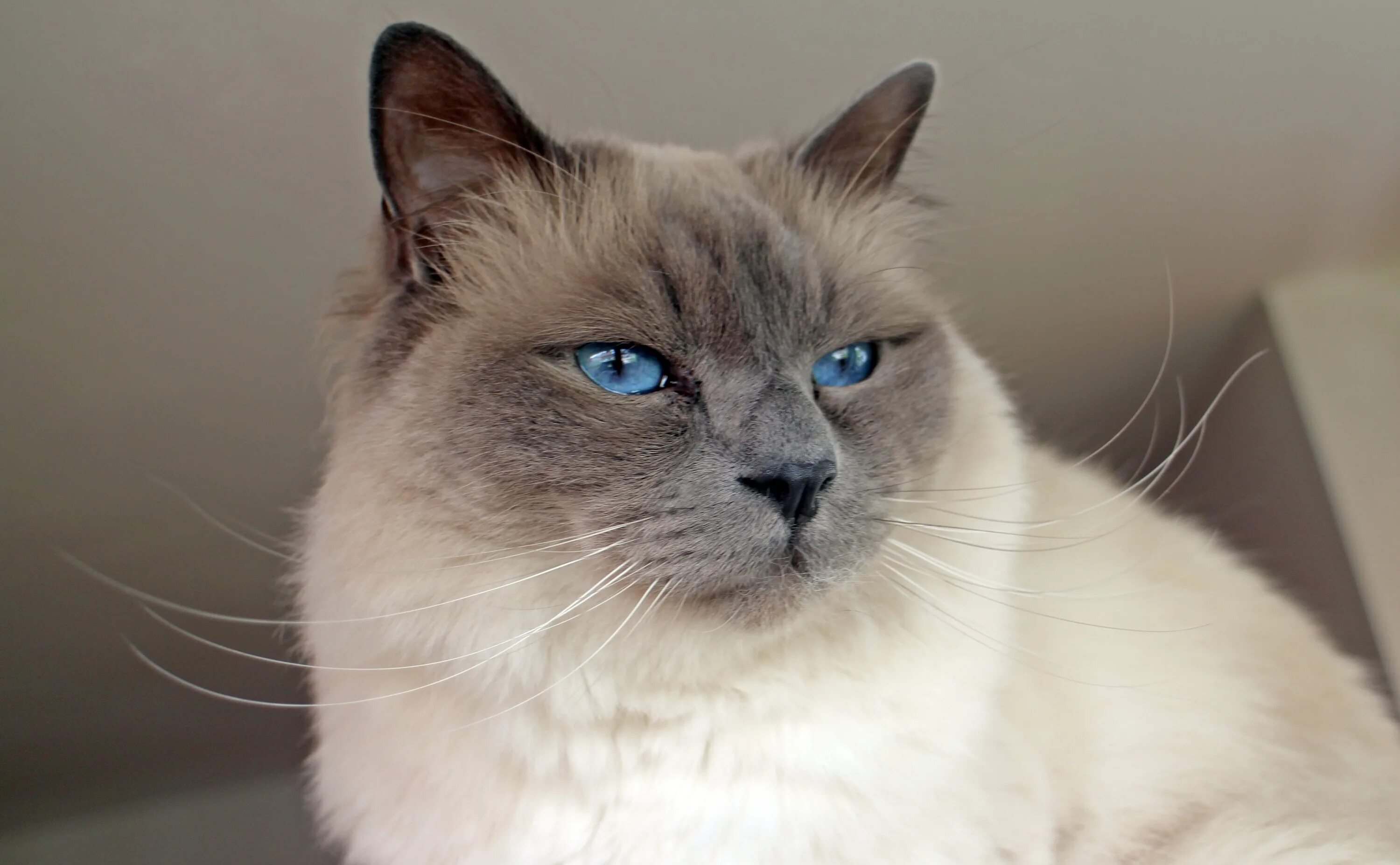Породы котов с голубыми глазами. Священная Бирма Блю поинт. Бирманская кошка. Бирманская голубая кошка. Бирманская кошка с голубыми глазами.