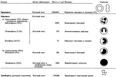 Форменные элементы образуются в костном мозге