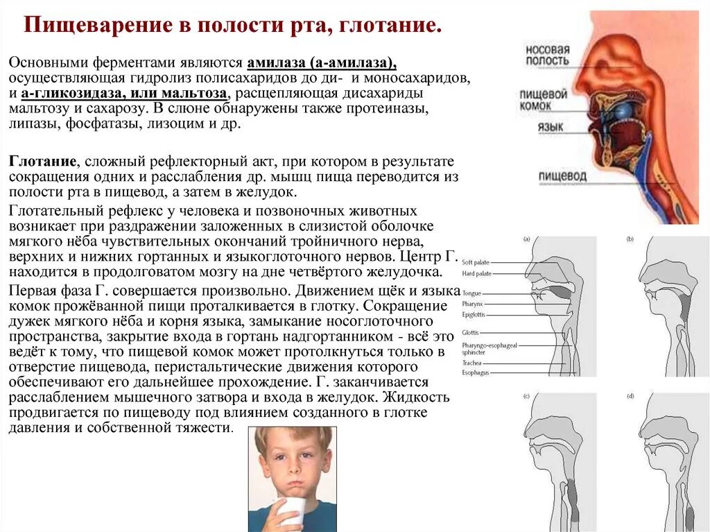 Переваривание ротовой полости. Пищеварение в полости рта глотание. Пищеварение в ротовой полости глотание. Пищеворениев полости рта .. Характеристика пищеварения в ротовой полости.