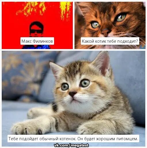 День кошки в японии. День кошек. Инфографика коты. Коты на разных языках. Влад баранов идиот.