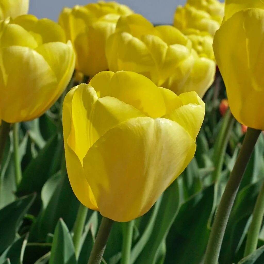 Тюльпан sun330. Тюльпан муншайн. Тюльпан нови нас. Тюльпан san pablo. Vip novi sun тюльпан.