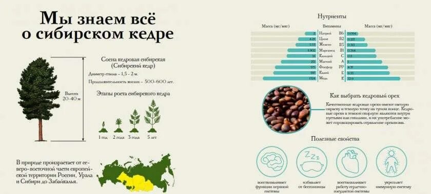 Как остановить рост в высоту. Кедр Сибирский рост в год. Сосна Кедровая скорость роста. Кедр Сибирский скорость роста. Кедр Сибирский высота по годам.