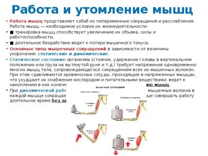 Работа мышц утомление
