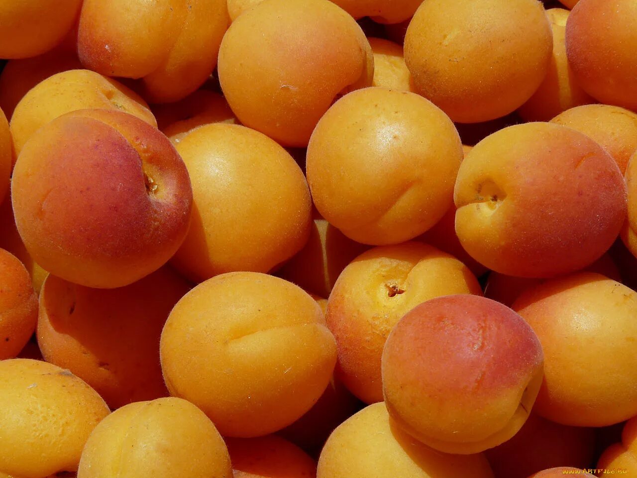 Персик слива абрикос как называется. Нектарин слива персик. Абрикос, слива,нектарин. Алыча абрикос.