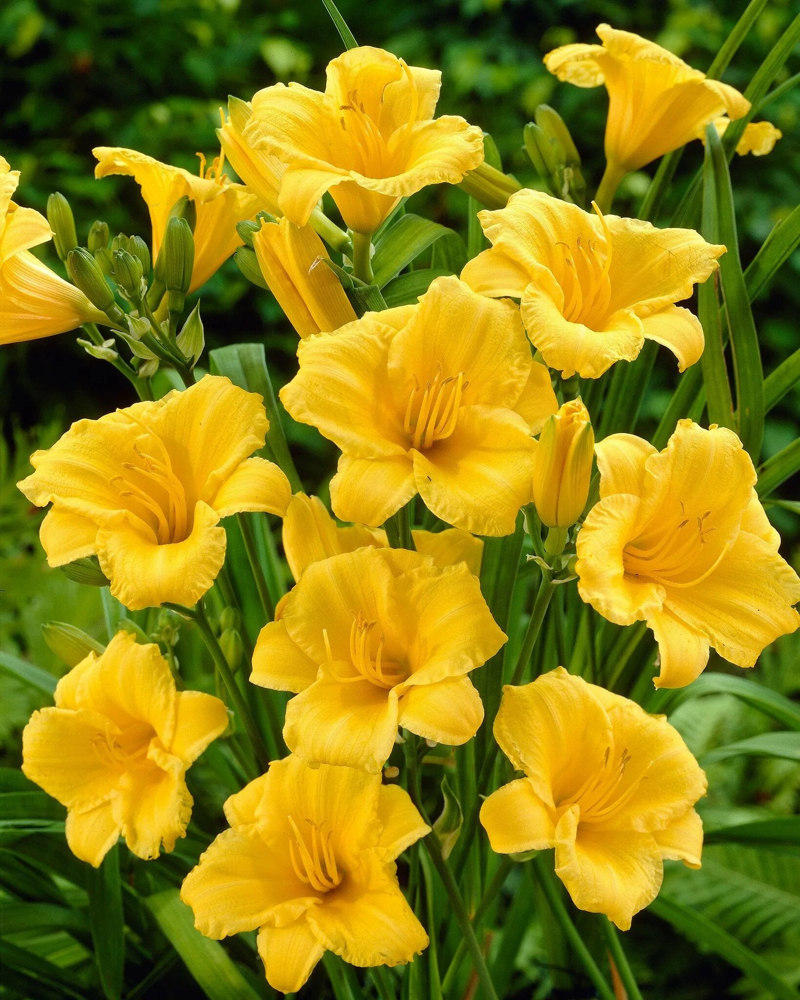 Хемерокалис цветок фото и описание выращивание. Лилейник Stella de Oro. Лилейник гибридный желтый.