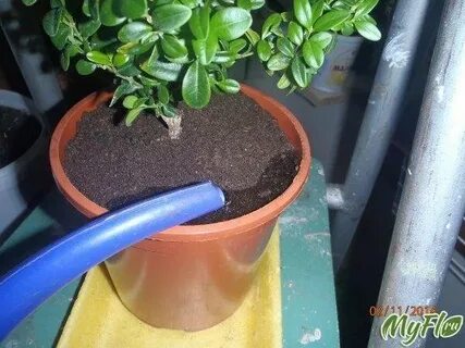 Как поливать самшит
